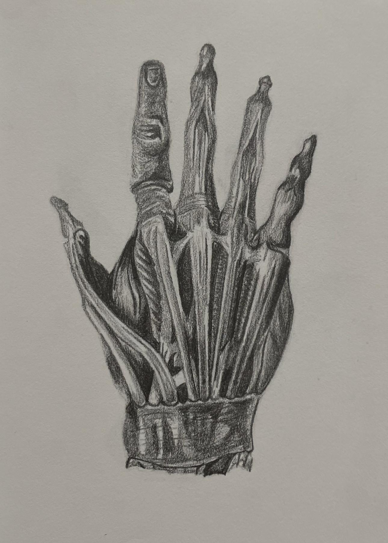 Top Hand Anatomy