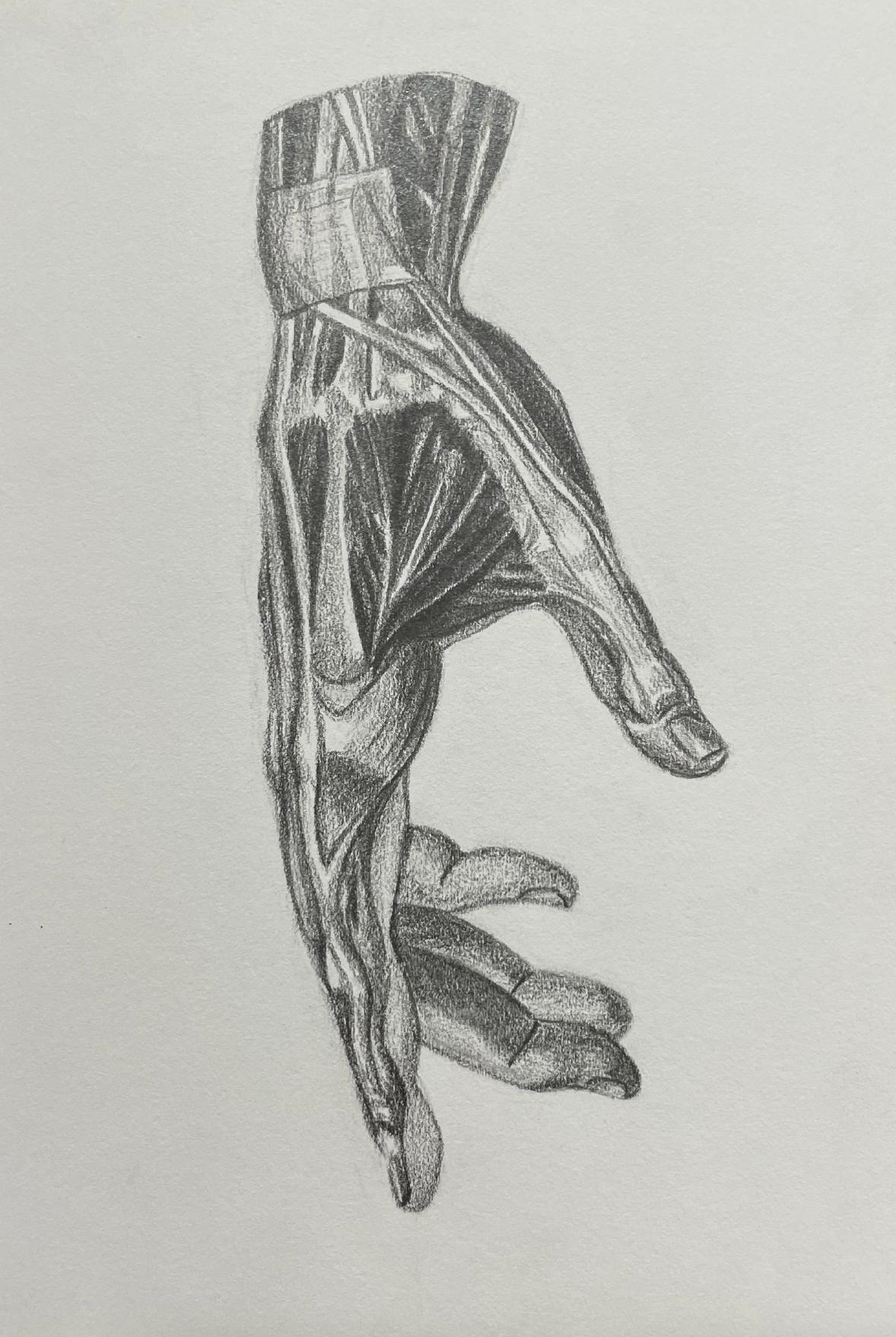 Side Hand Anatomy