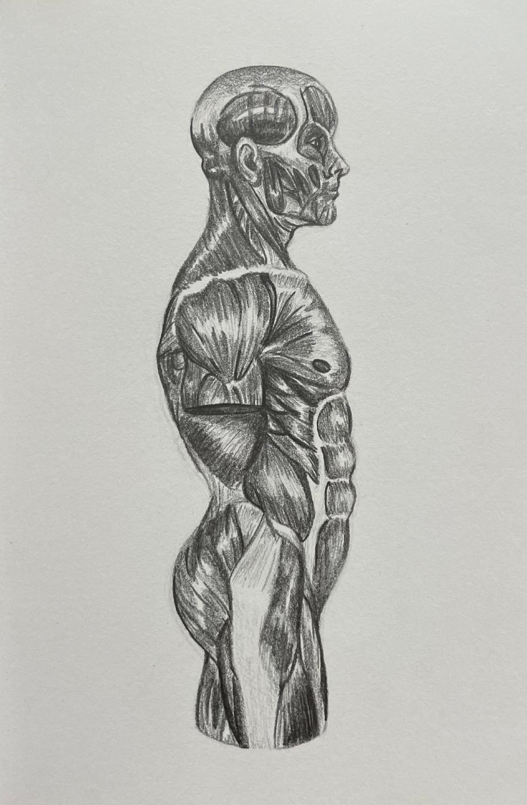 Side Muscle Anatomy